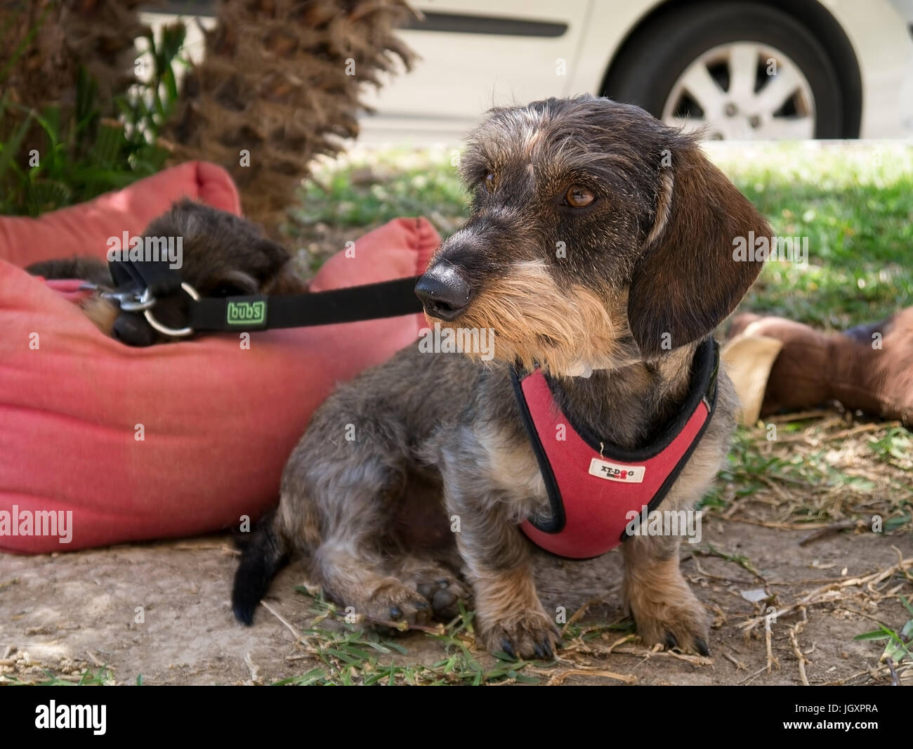 Wire haired Dachshund Stock Photo