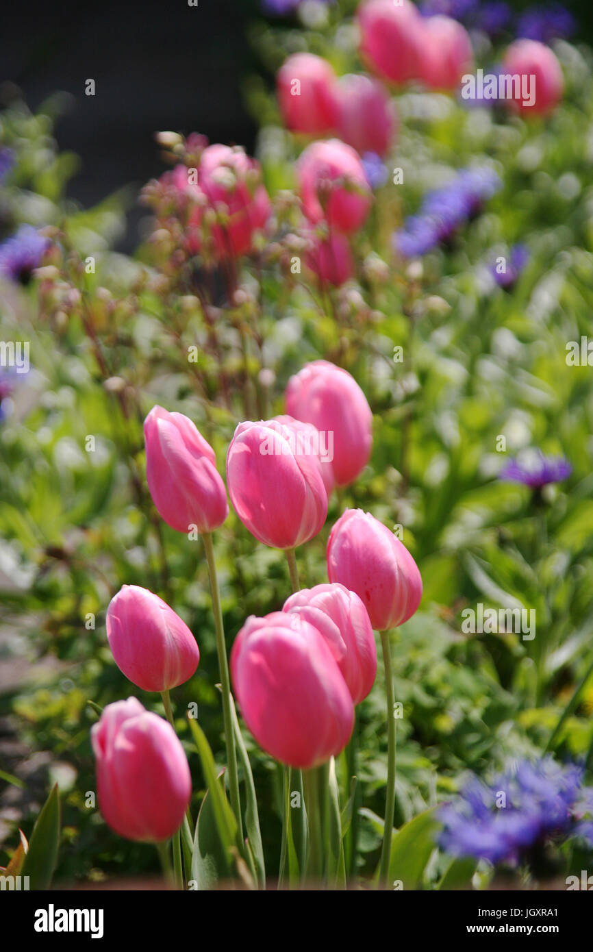 Beautiful pink tulip, close up, in a garden Stock Photo - Alamy