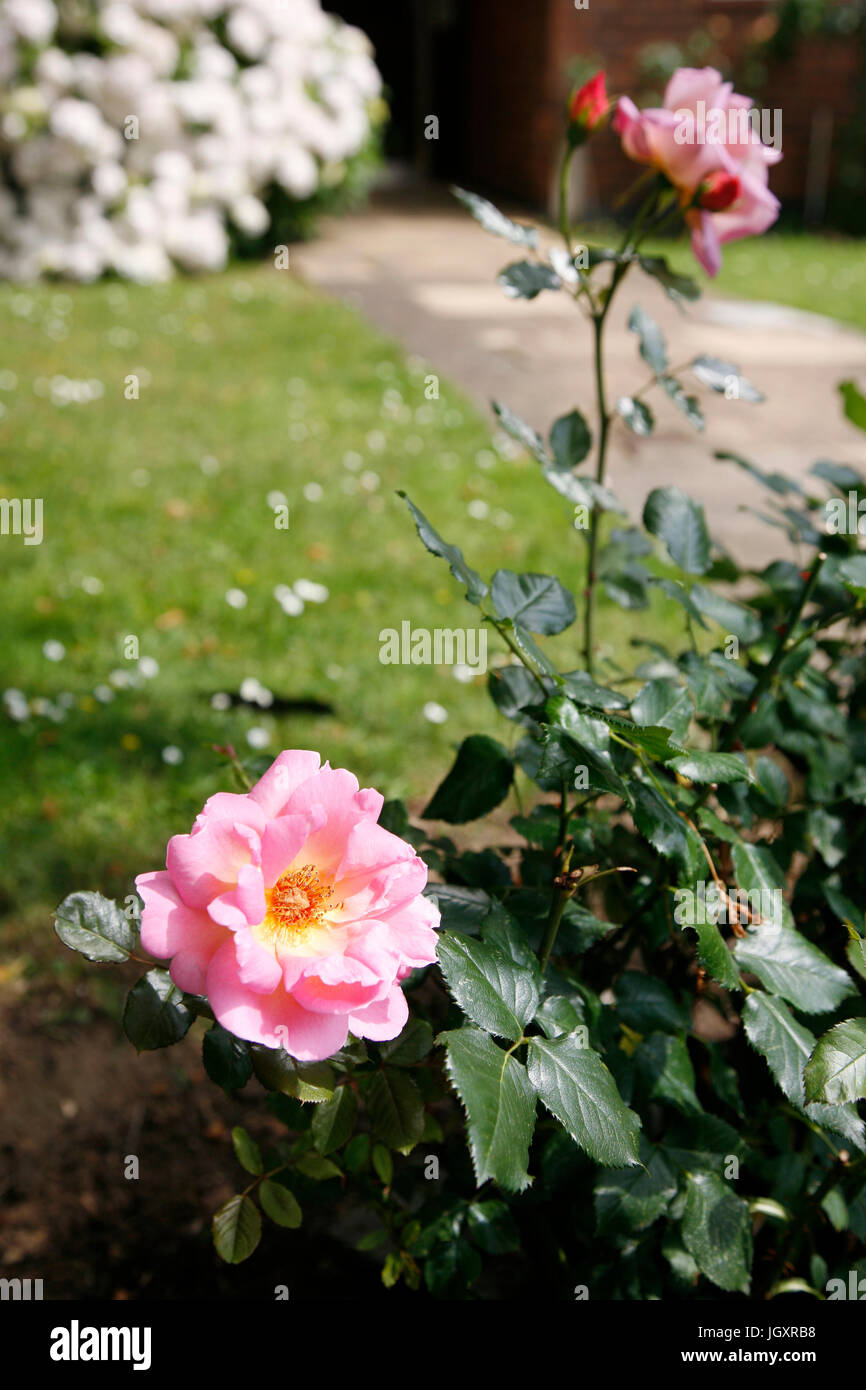 Beautiful pink rose, close up, in a garden Stock Photo - Alamy