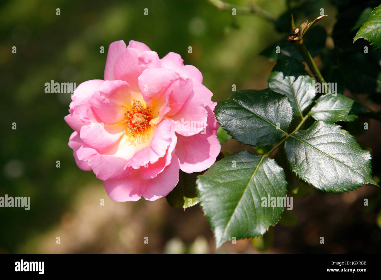 Beautiful pink rose, close up, in a garden Stock Photo - Alamy