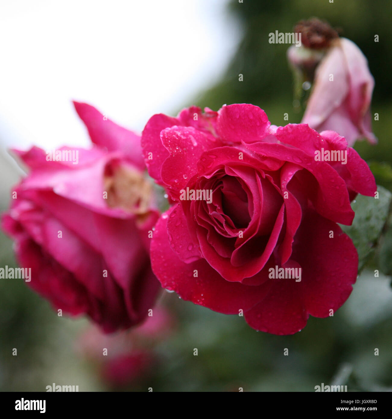 Beautiful pink rose, close up, in a garden Stock Photo - Alamy