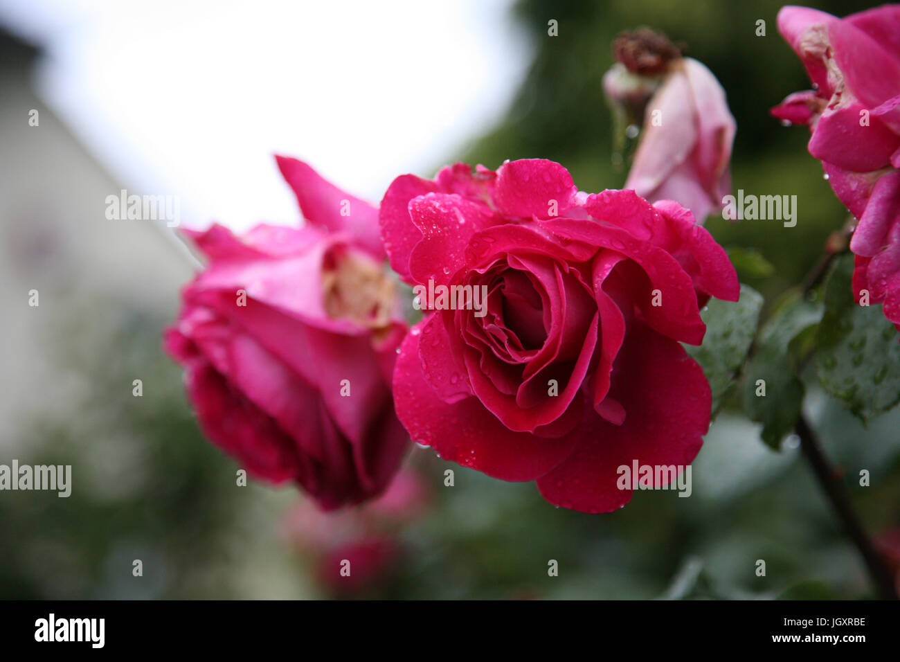 Beautiful pink rose, close up, in a garden Stock Photo - Alamy