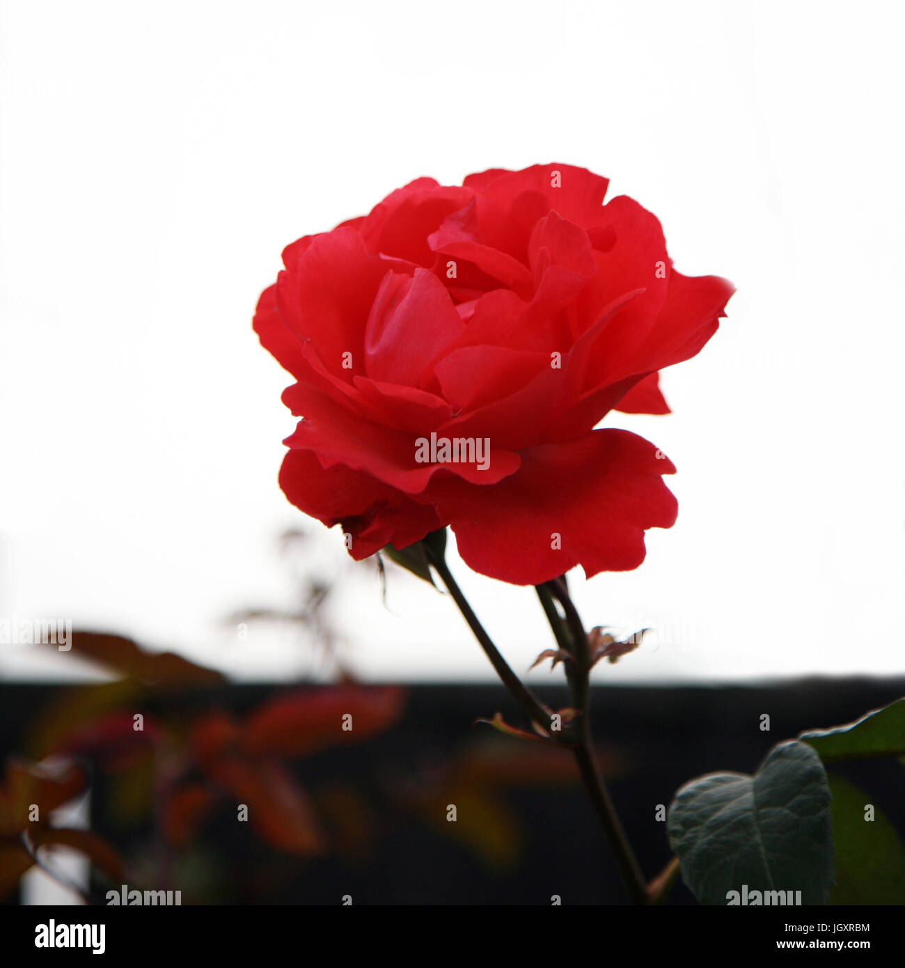 Beautiful pink rose, close up, in a garden Stock Photo - Alamy