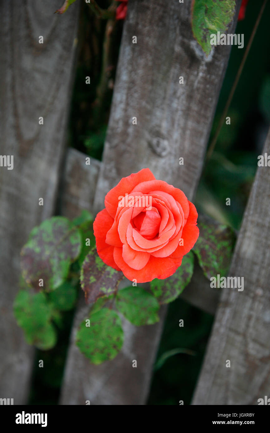 Beautiful pink rose, close up, in a garden Stock Photo - Alamy