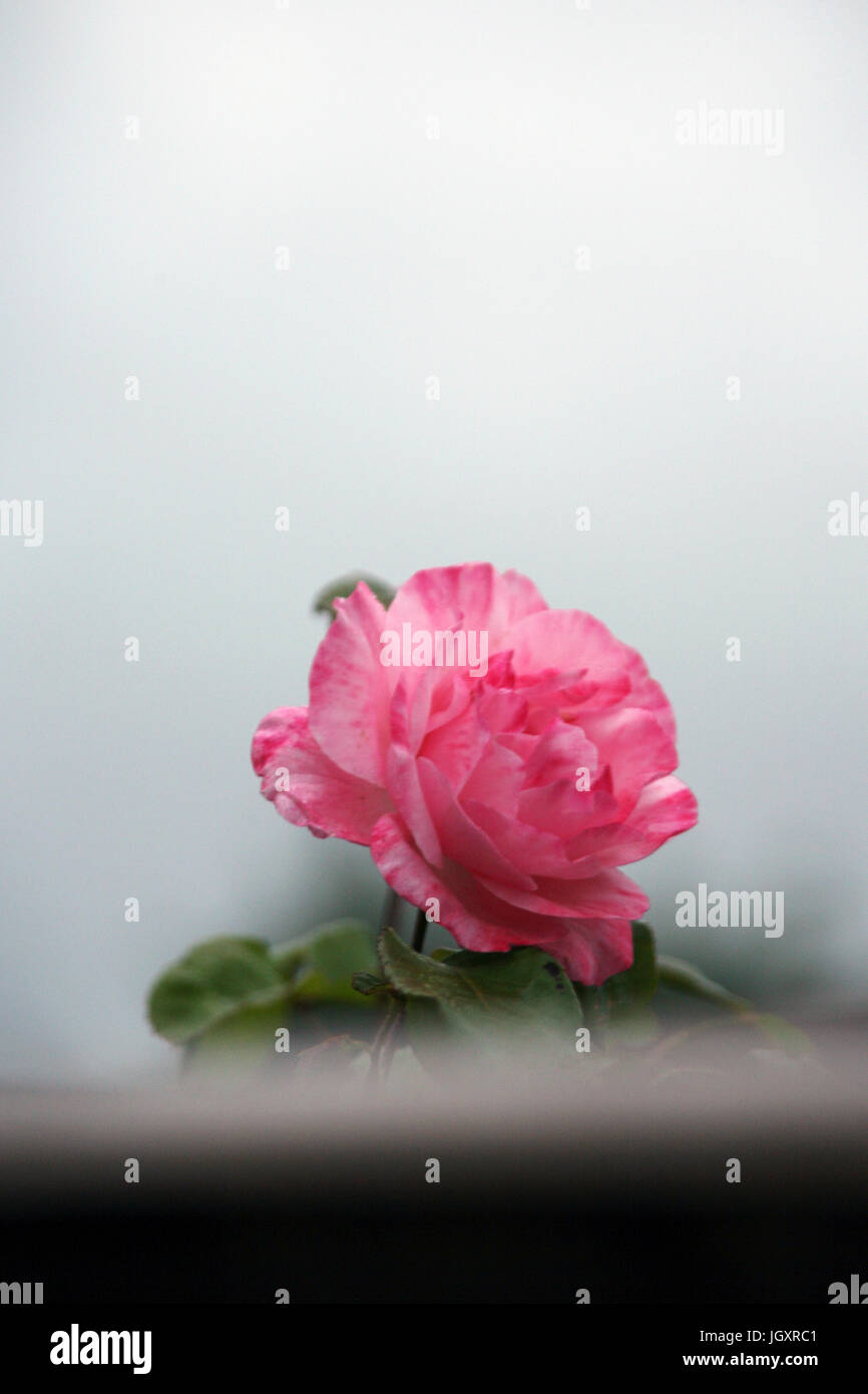 Beautiful pink rose, close up, in a garden Stock Photo - Alamy