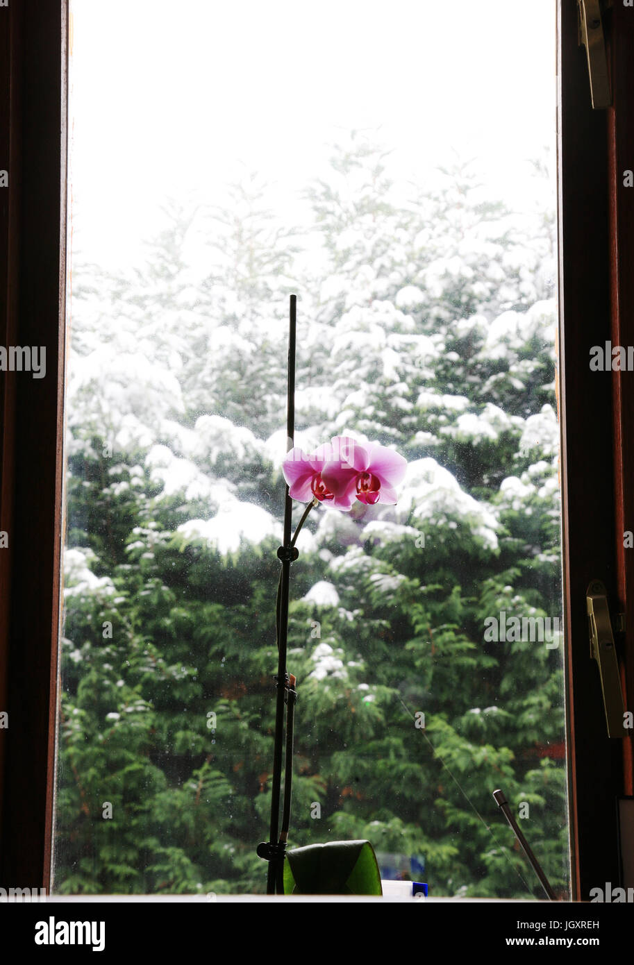 Pink Orchid in pot at windowsill Stock Photo