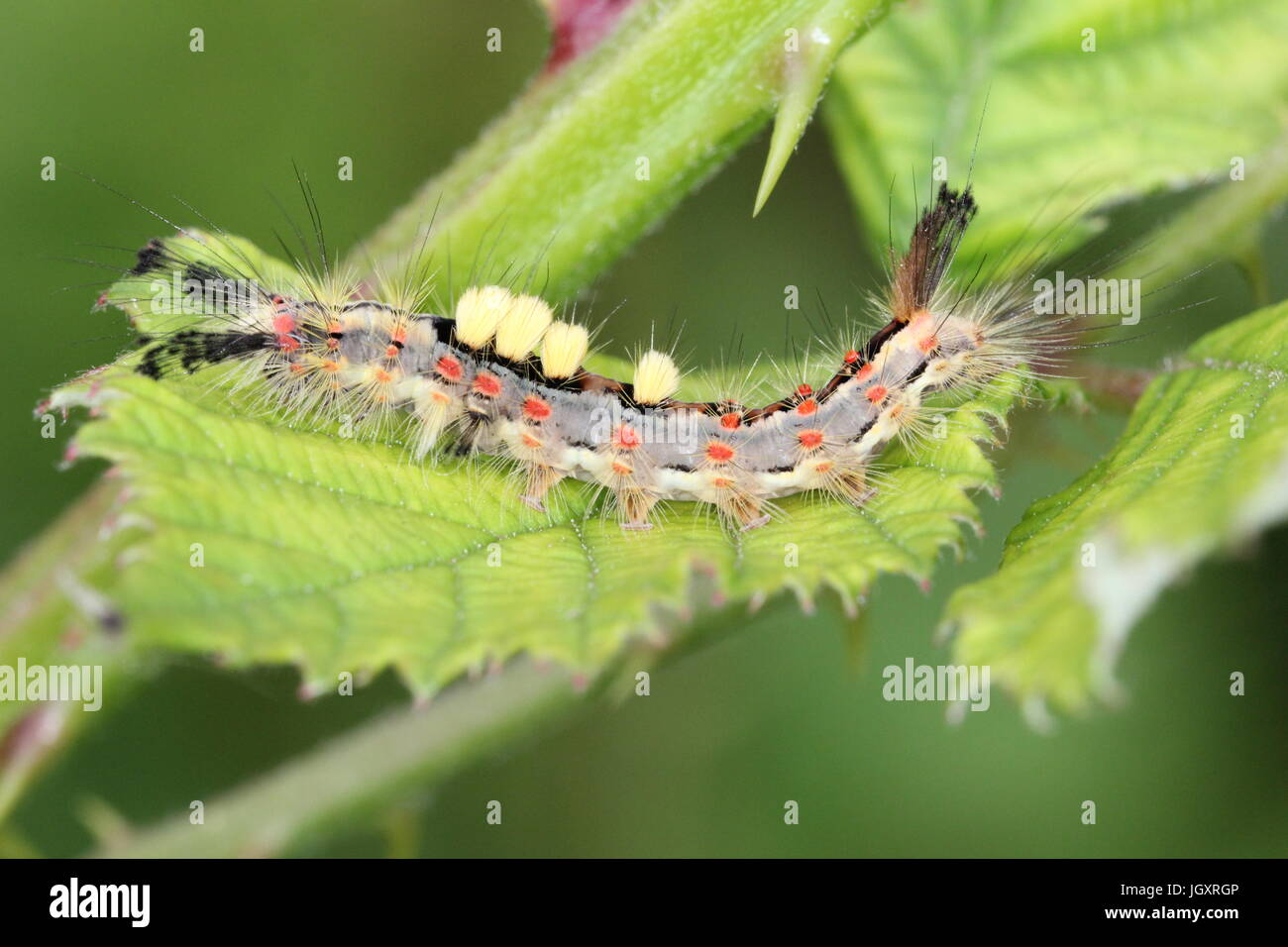 Vapourer Moth Caterpillar Stock Photo