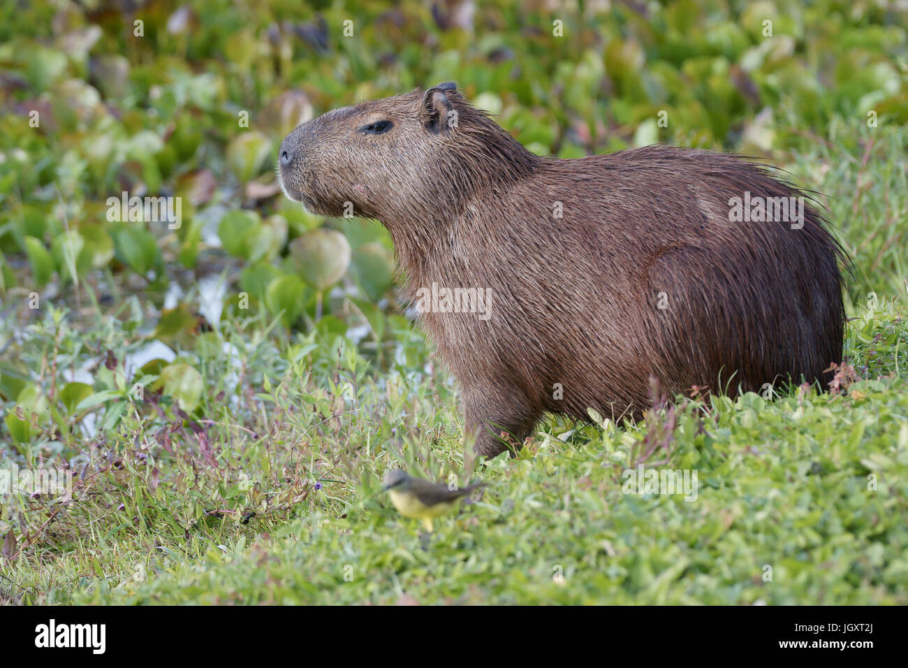 Animal, Capybara, Pantanal, Mato Grosso do Sul, Brazil Stock Photo