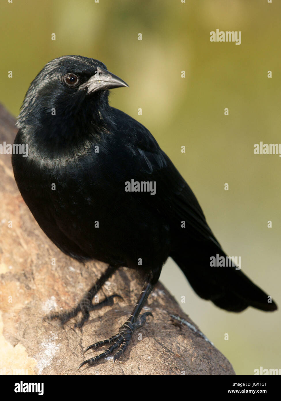 Bird, Chupim, Pantanal, Mato Grosso do Sul, Brazil Stock Photo - Alamy