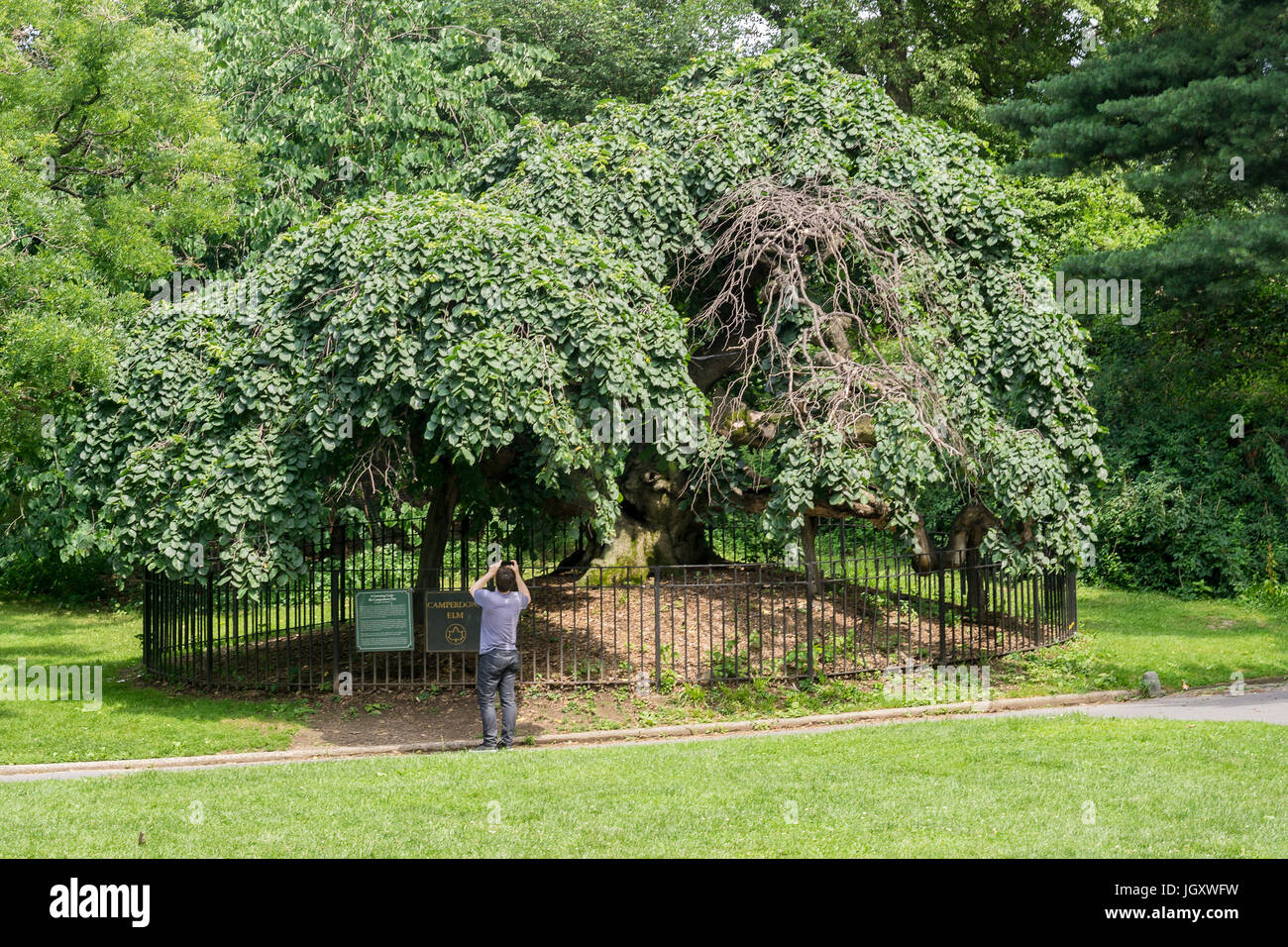 The Camperdown Elm tree in Prospect park in Brooklyn in New York on Saturday, July 8, 2017. The tree was planted in the park in 1872 and is  one of the first camperdown elms planted in the United State. The trees originated on the estate of the Earl of Camperdown in Scotland.(© Richard B. Levine) Stock Photo