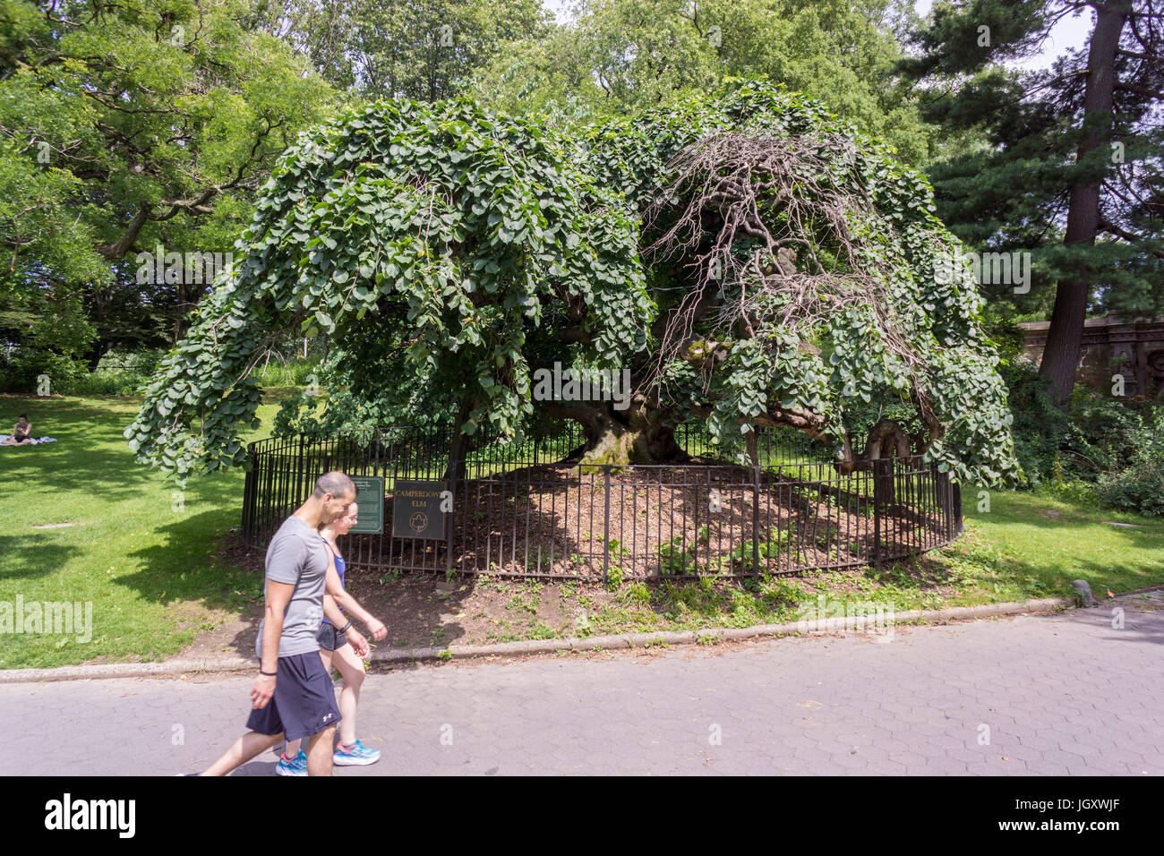 The Camperdown Elm tree in Prospect park in Brooklyn in New York on Saturday, July 8, 2017. The tree was planted in the park in 1872 and is  one of the first camperdown elms planted in the United State. The trees originated on the estate of the Earl of Camperdown in Scotland.(© Richard B. Levine) Stock Photo