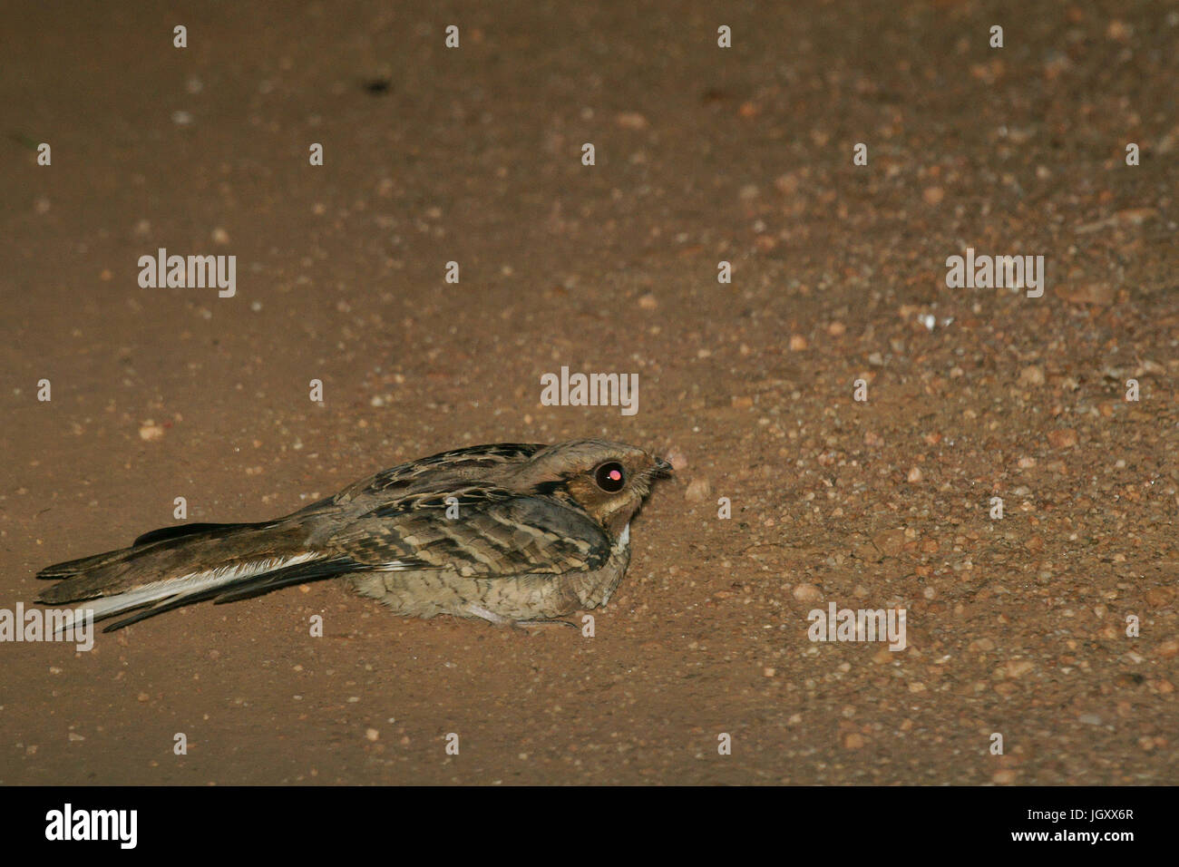 Bird, Goatsucker, Pantanal, Mato Grosso do Sul, Brazil Stock Photo - Alamy