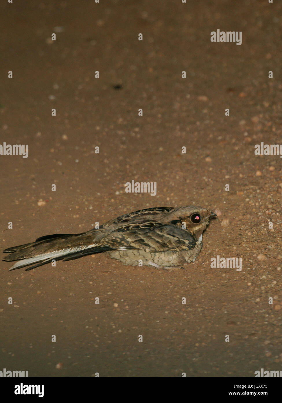 Bird, Goatsucker, Pantanal, Mato Grosso do Sul, Brazil Stock Photo - Alamy