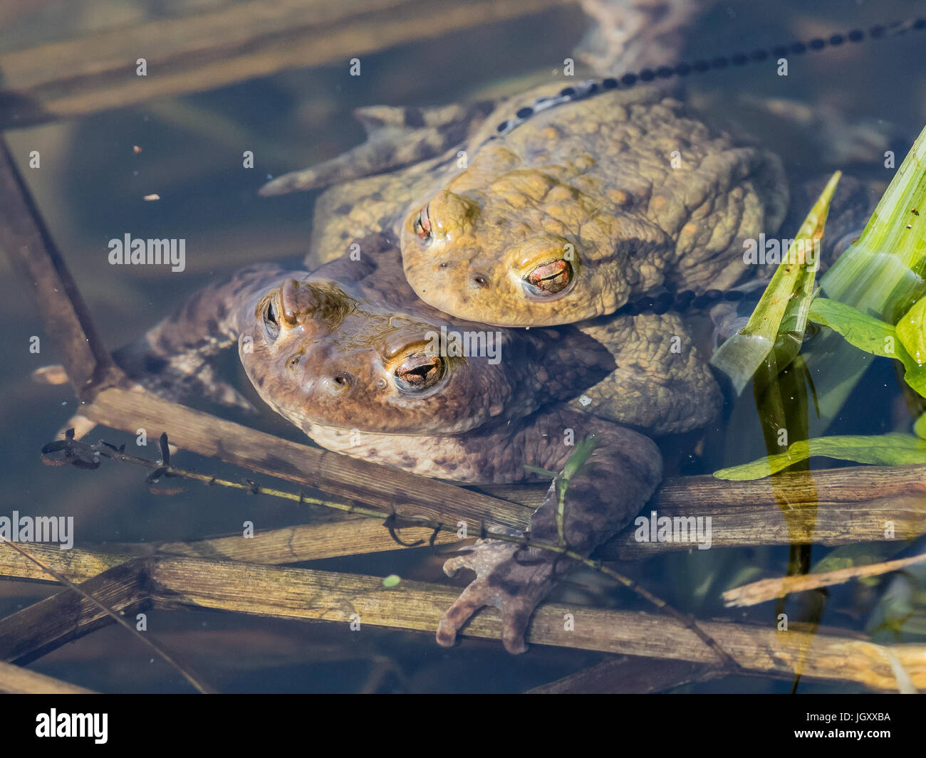 Mating Common toads (Bufo bufo) UK Stock Photo
