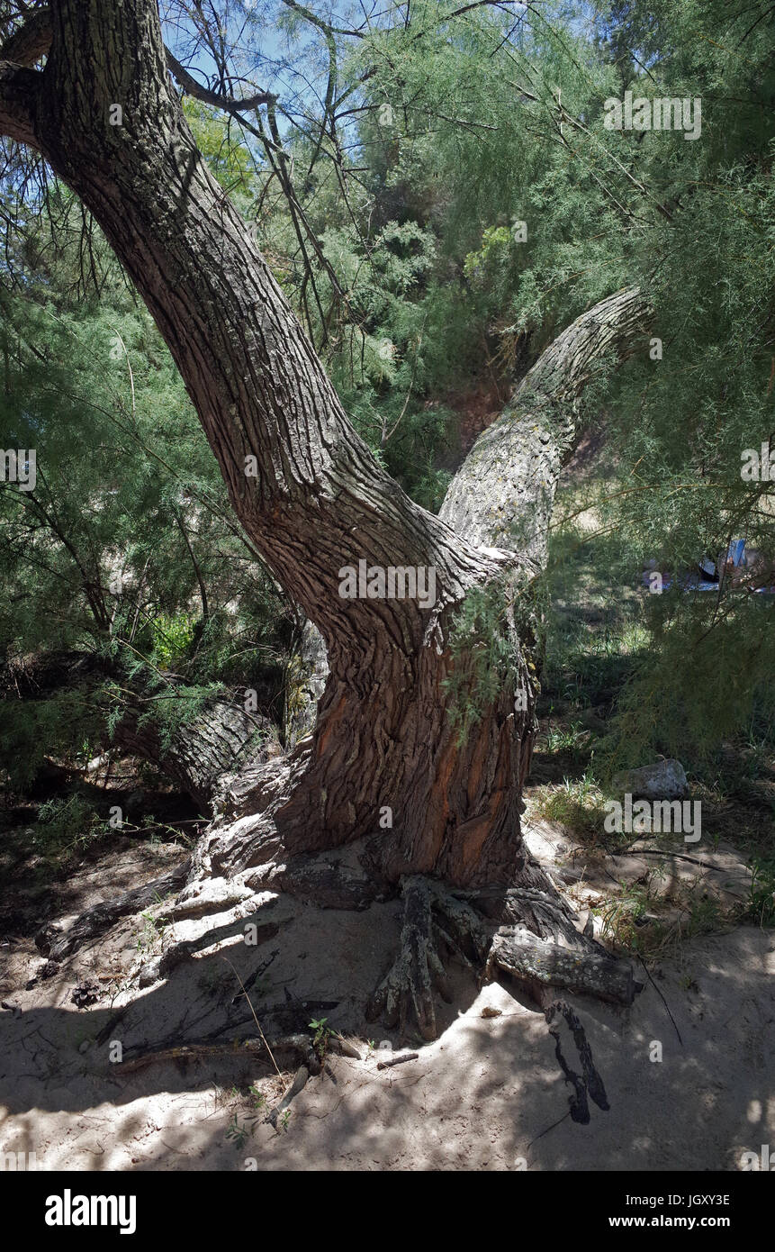 Tamarisk tree (tamarix gallica) in the Sardinian beach Stock Photo