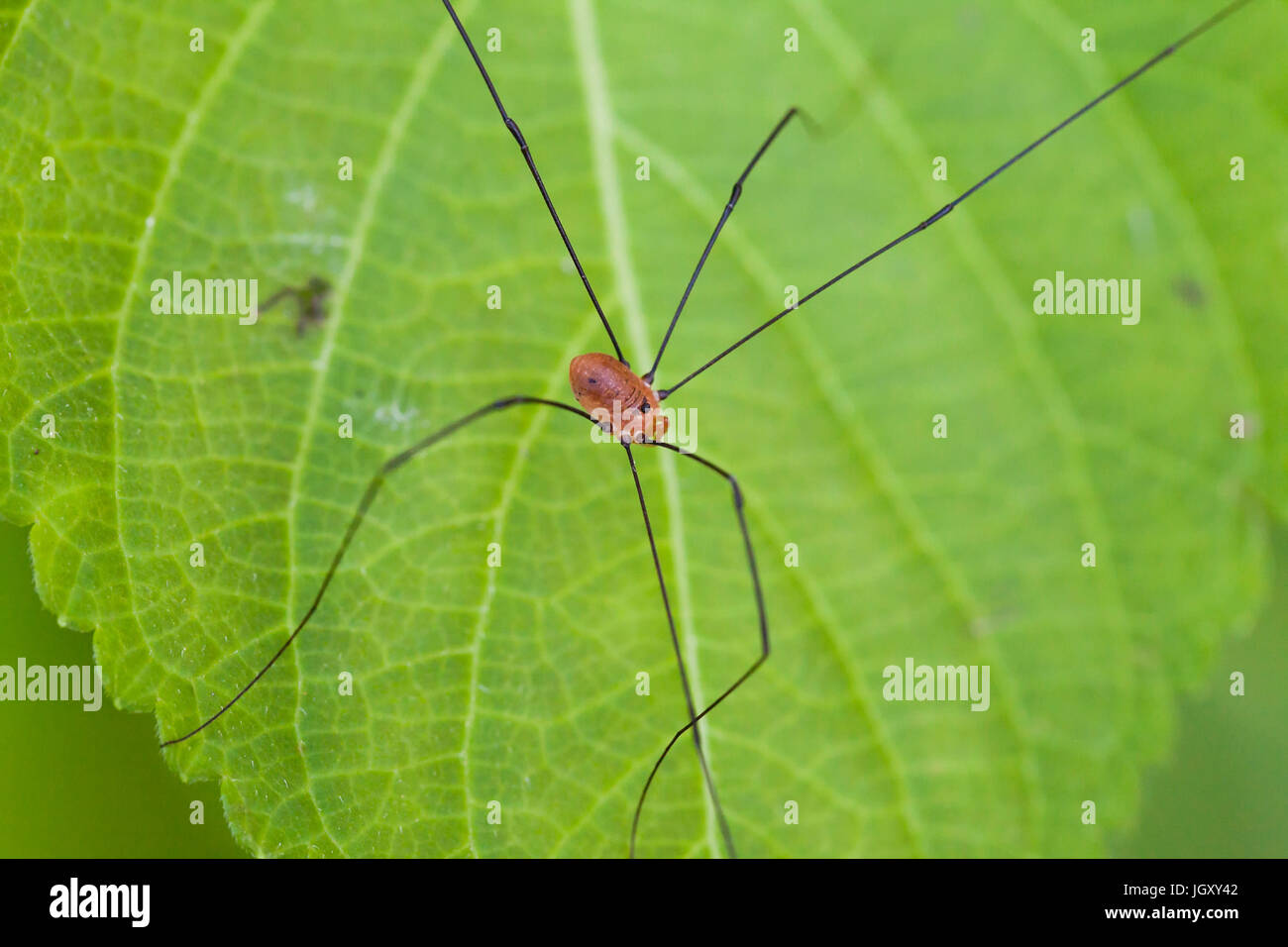 Daddy long legs spider hi-res stock photography and images - Alamy