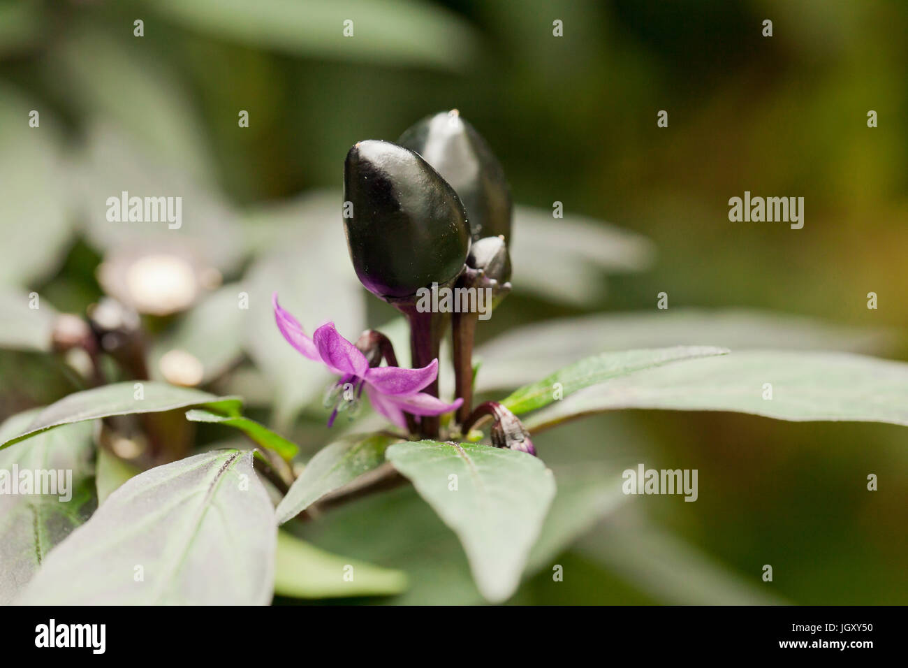 Black ornamental pepper USA Stock Photo Alamy