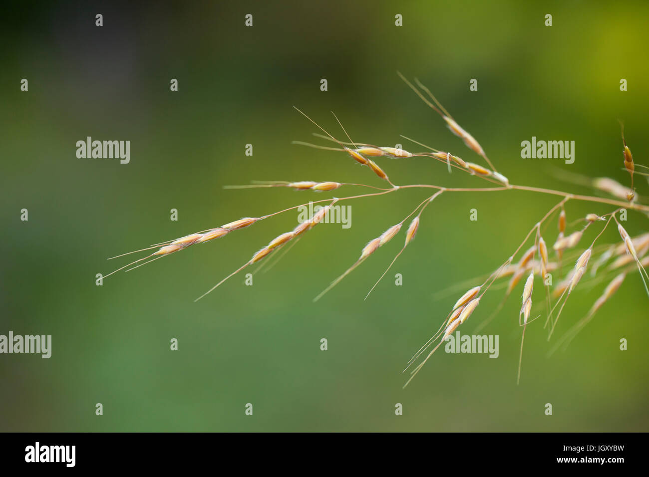 Switchgrass (Panicum virgatum) close up - USA Stock Photo