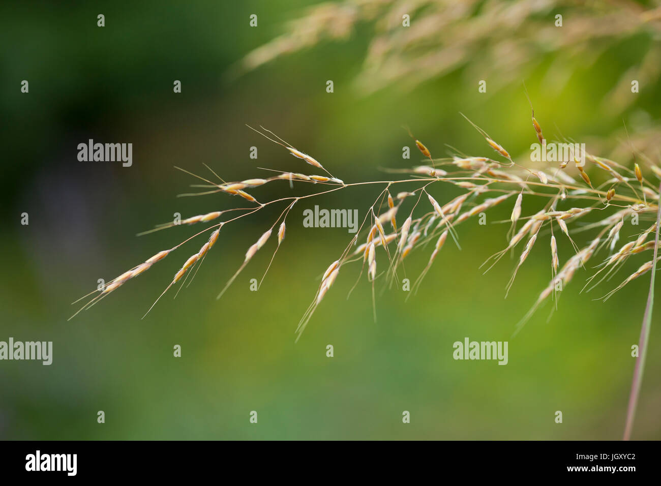 Switchgrass (Panicum virgatum) close up - USA Stock Photo