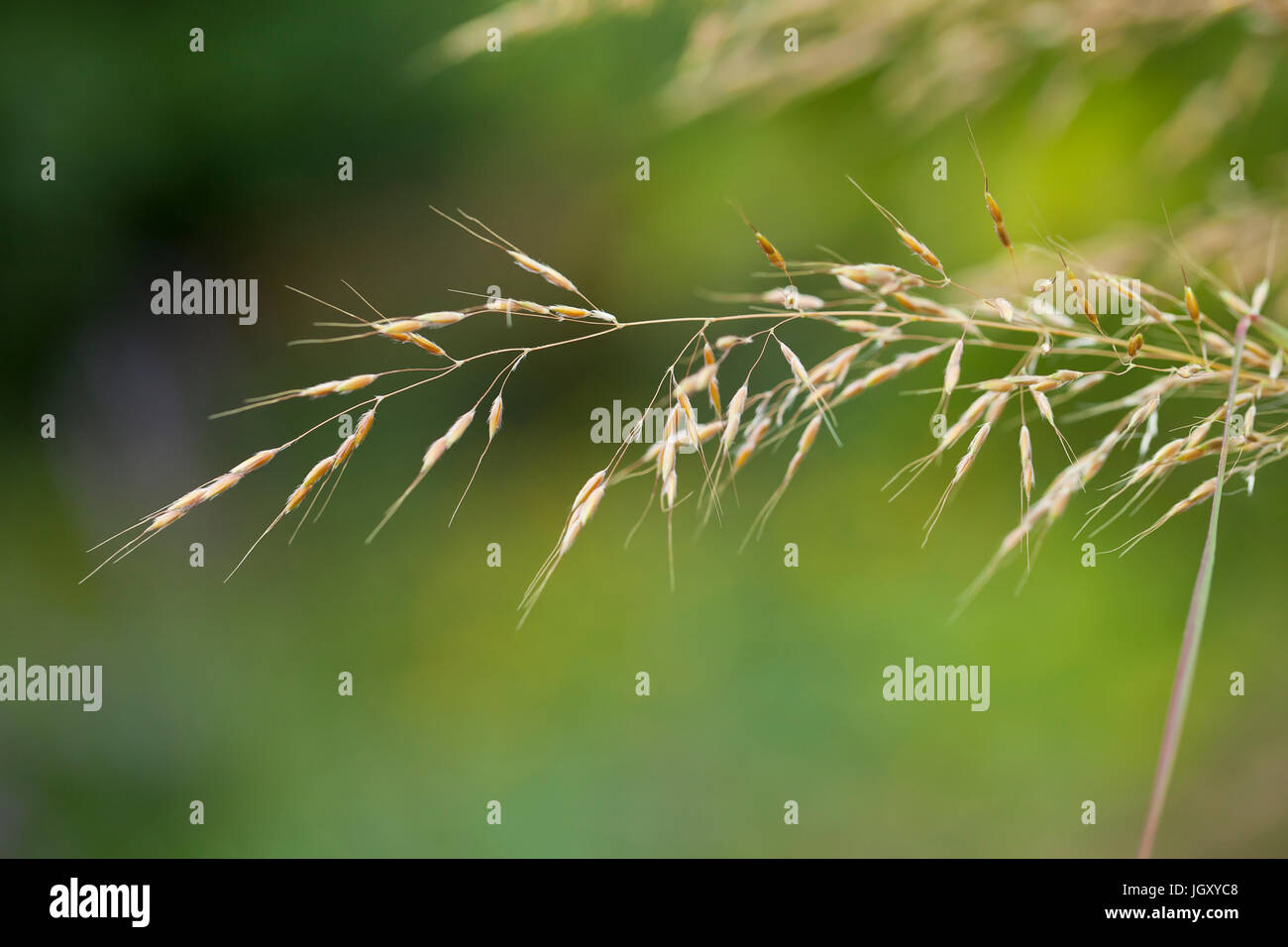 Switchgrass (Panicum virgatum) close up - USA Stock Photo