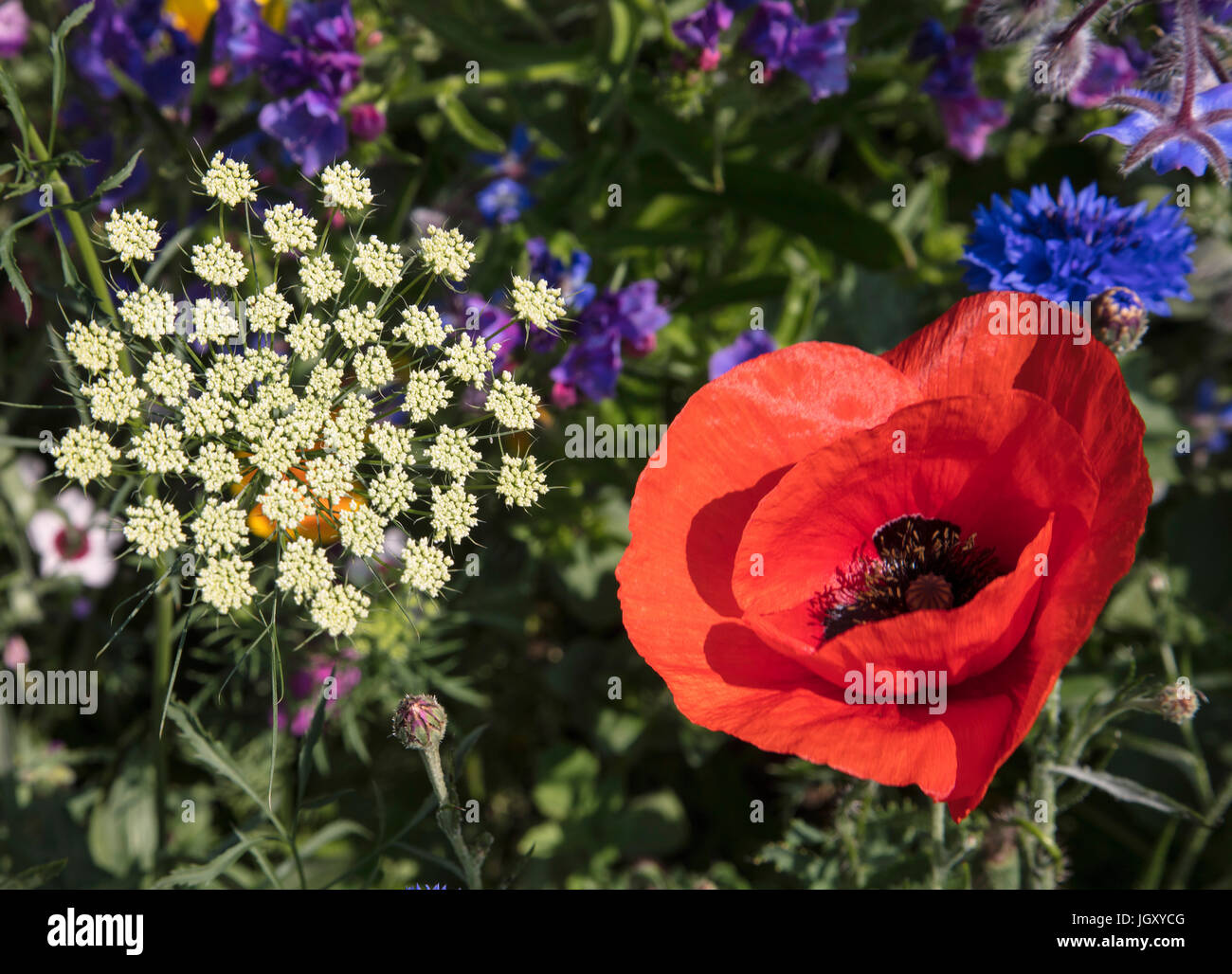 A Summer Meadow of Wild Flowers Stock Photo - Alamy