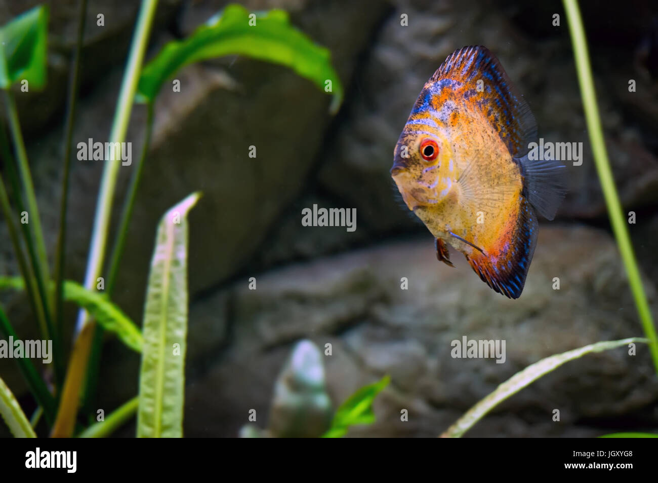 Beautiful goldfish swims among algae in the aquarium. Aquarium fish close-up. Stock Photo