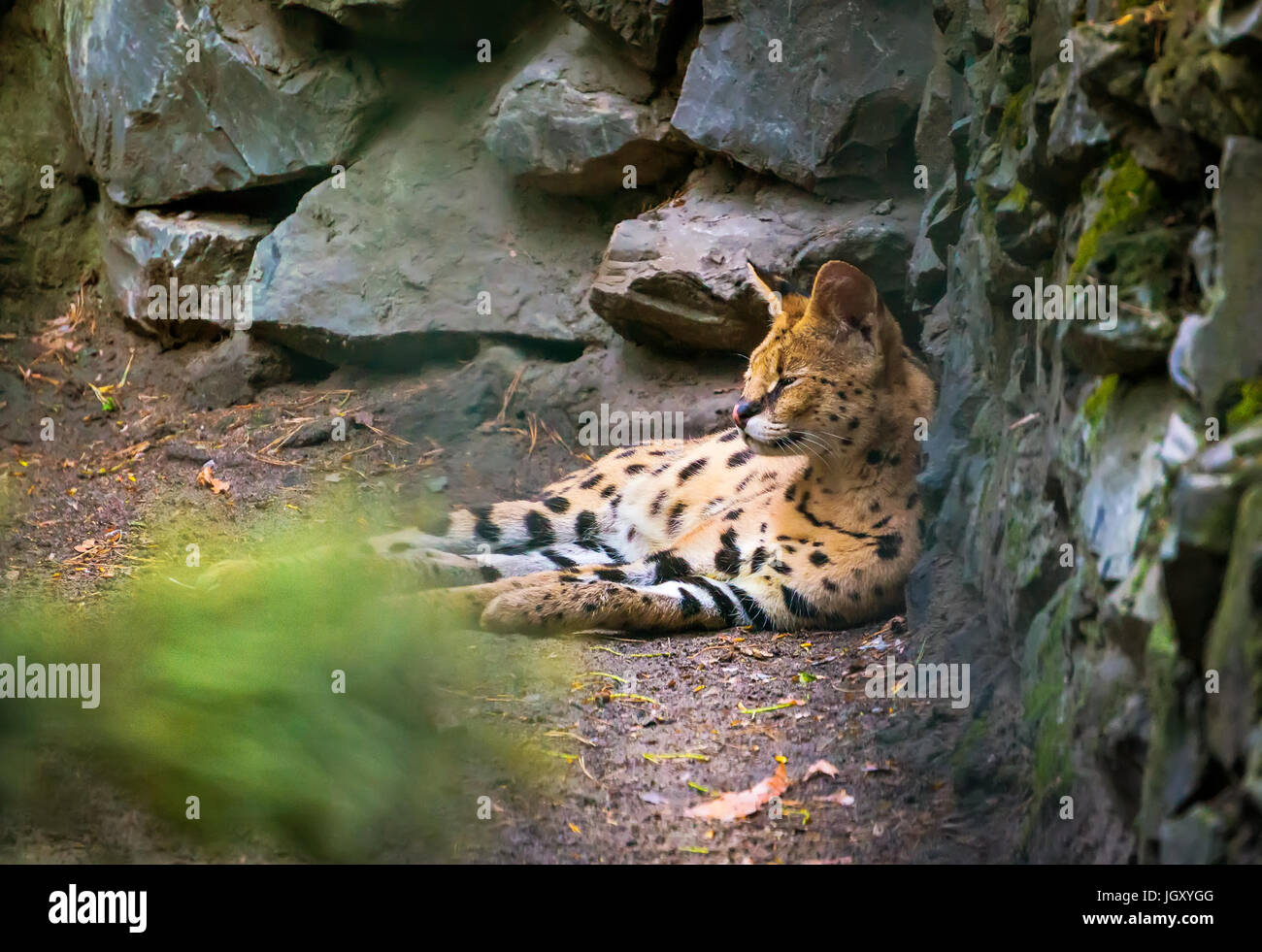Ocelot is a carnivorous mammal of the cat family that live in America