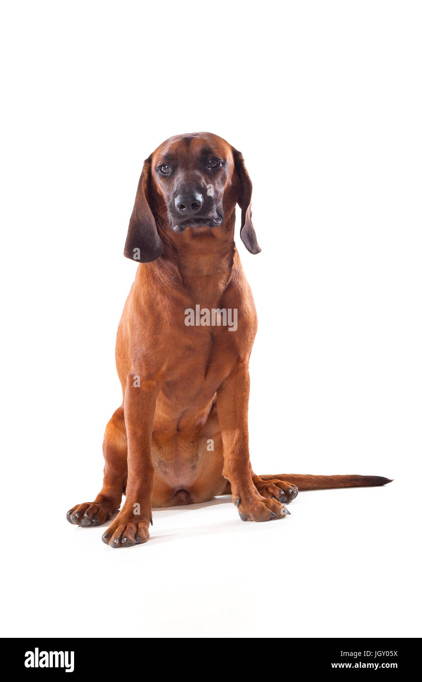 Brown hound of Bavarian isolated on a white background Stock Photo Alamy