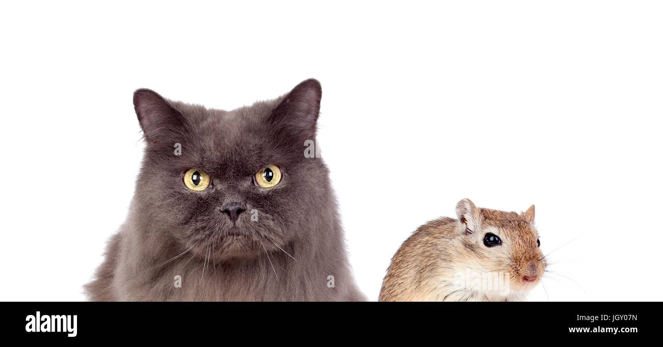 Grey cat and brown mouse isolated on a white background. Dangerous ...