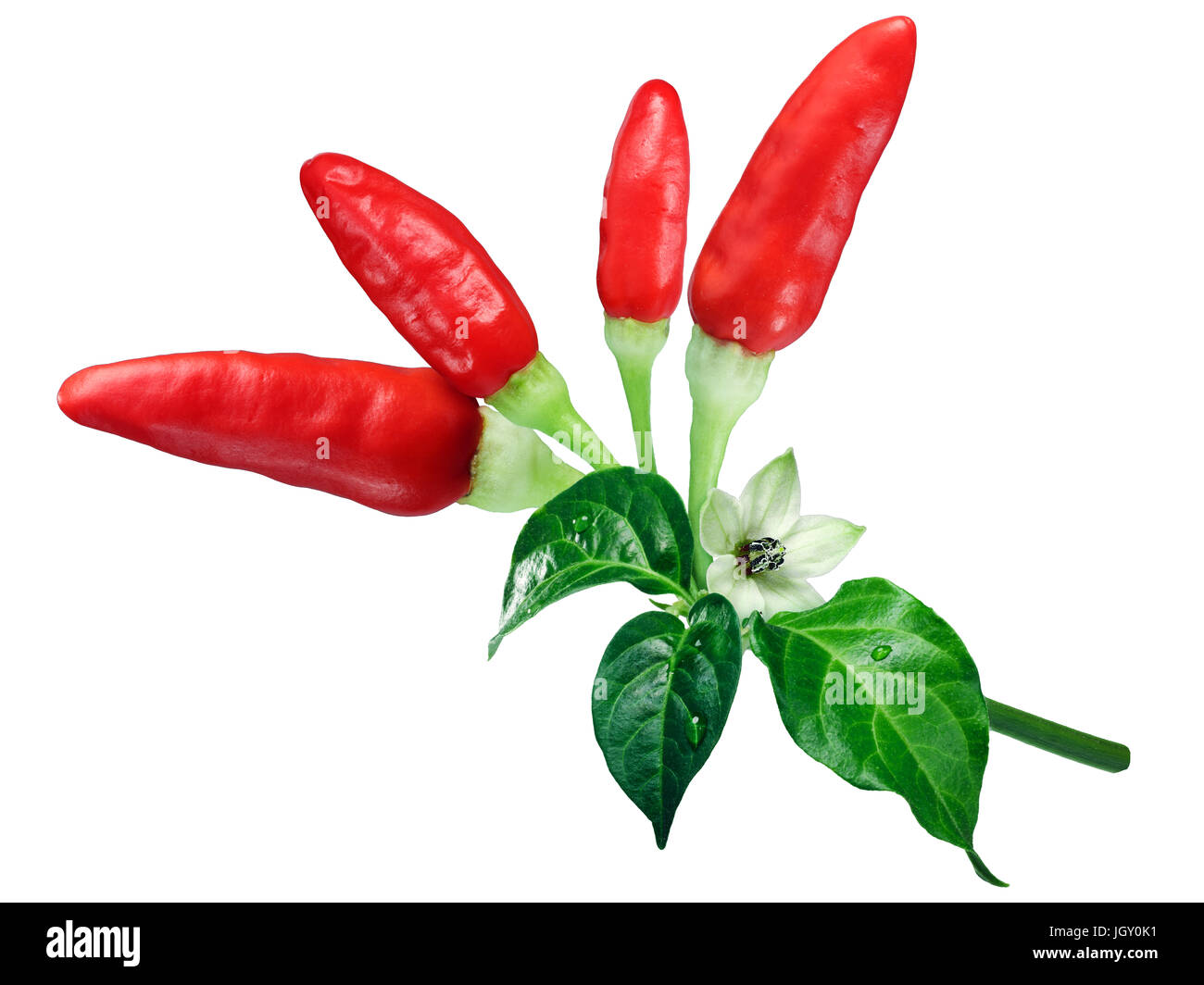 Tabasco chile peppers (Capsicum frutescens); with leaves and flower; ripe. Clipping path Stock Photo