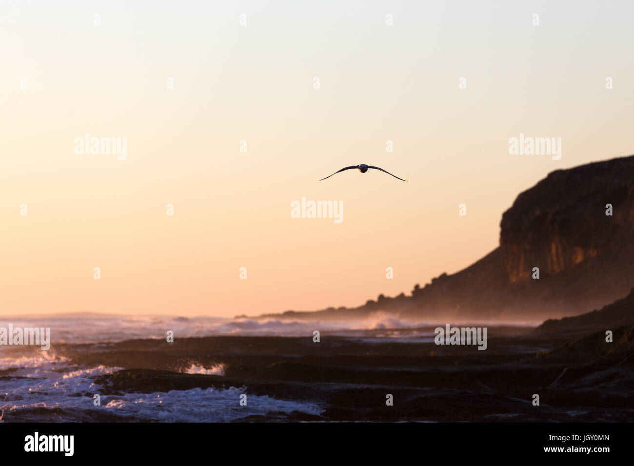 A silhouetted bird flies down an isolated Australian coastline during a beautiful golden sunset. Stock Photo
