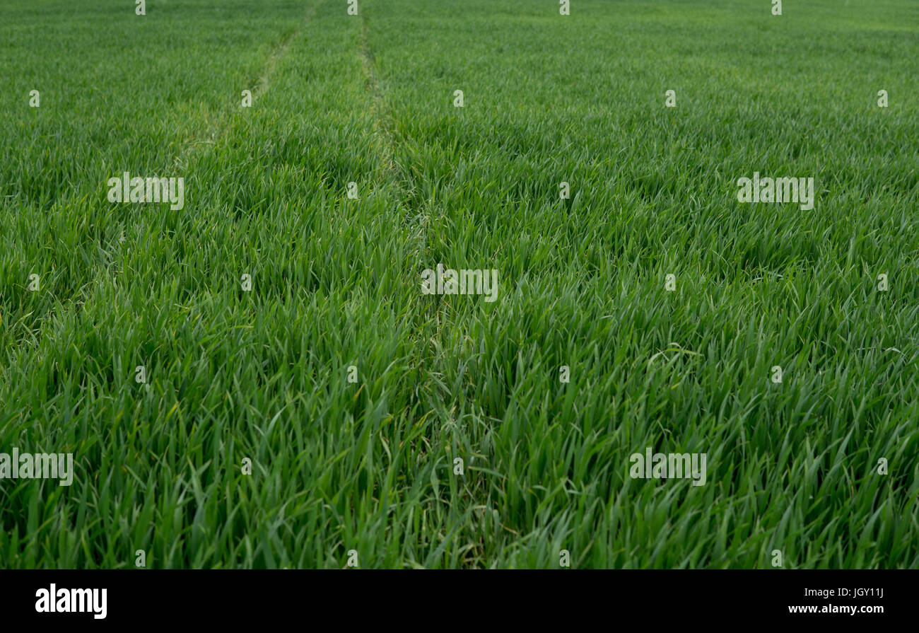 tracks of tractor inside of field full of green wheat Stock Photo - Alamy