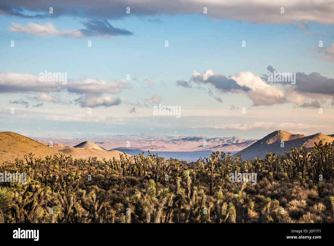 Landscape with cacti in Death Valley National Park, California, USA Stock Photo