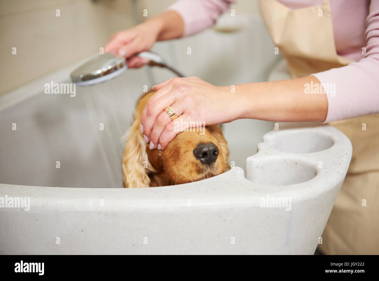 Hands of female groomer covering cocker spaniel's eyes in bath at dog