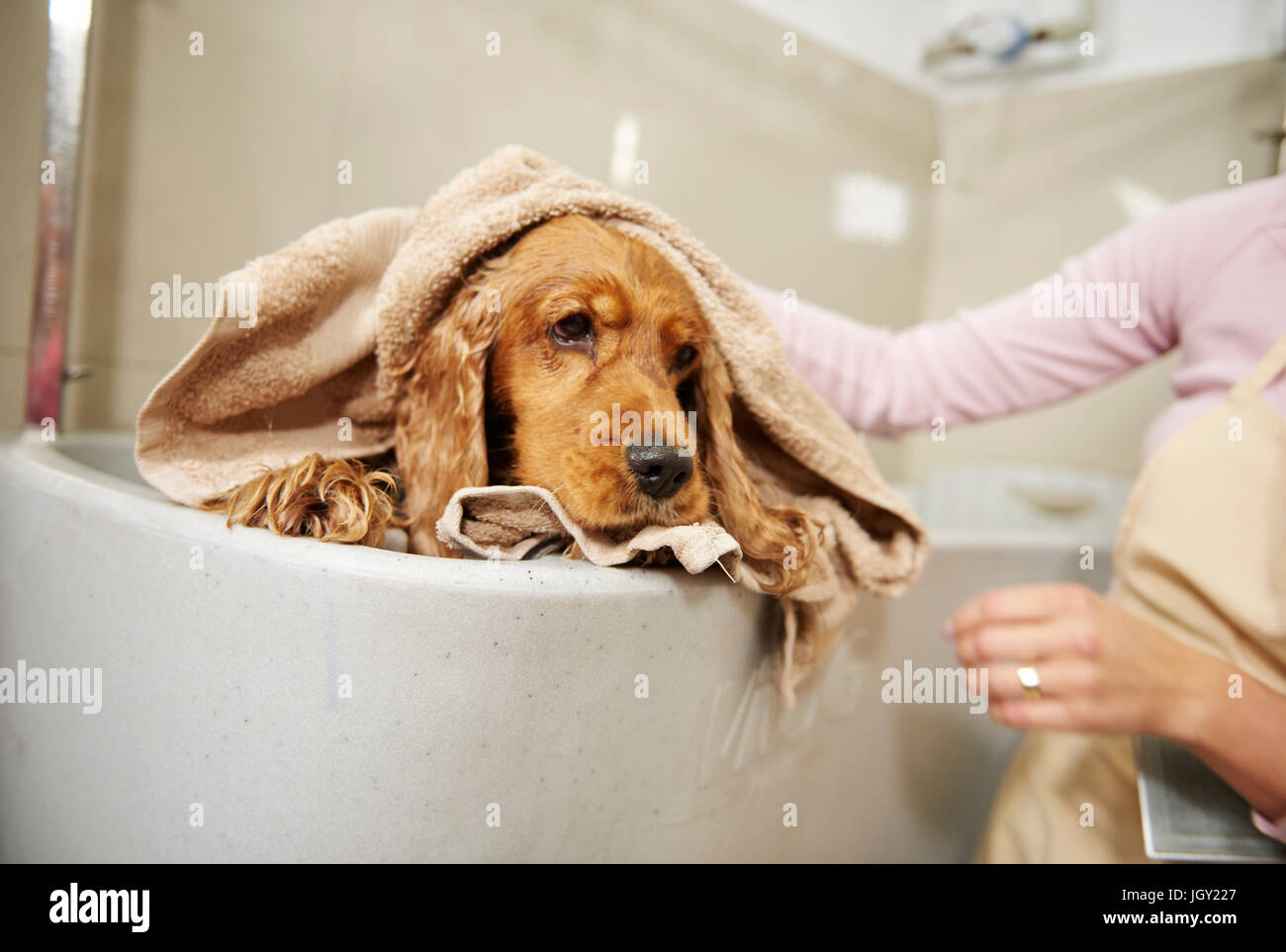 Hands of female groomer drying cocker spaniel in bath at dog grooming