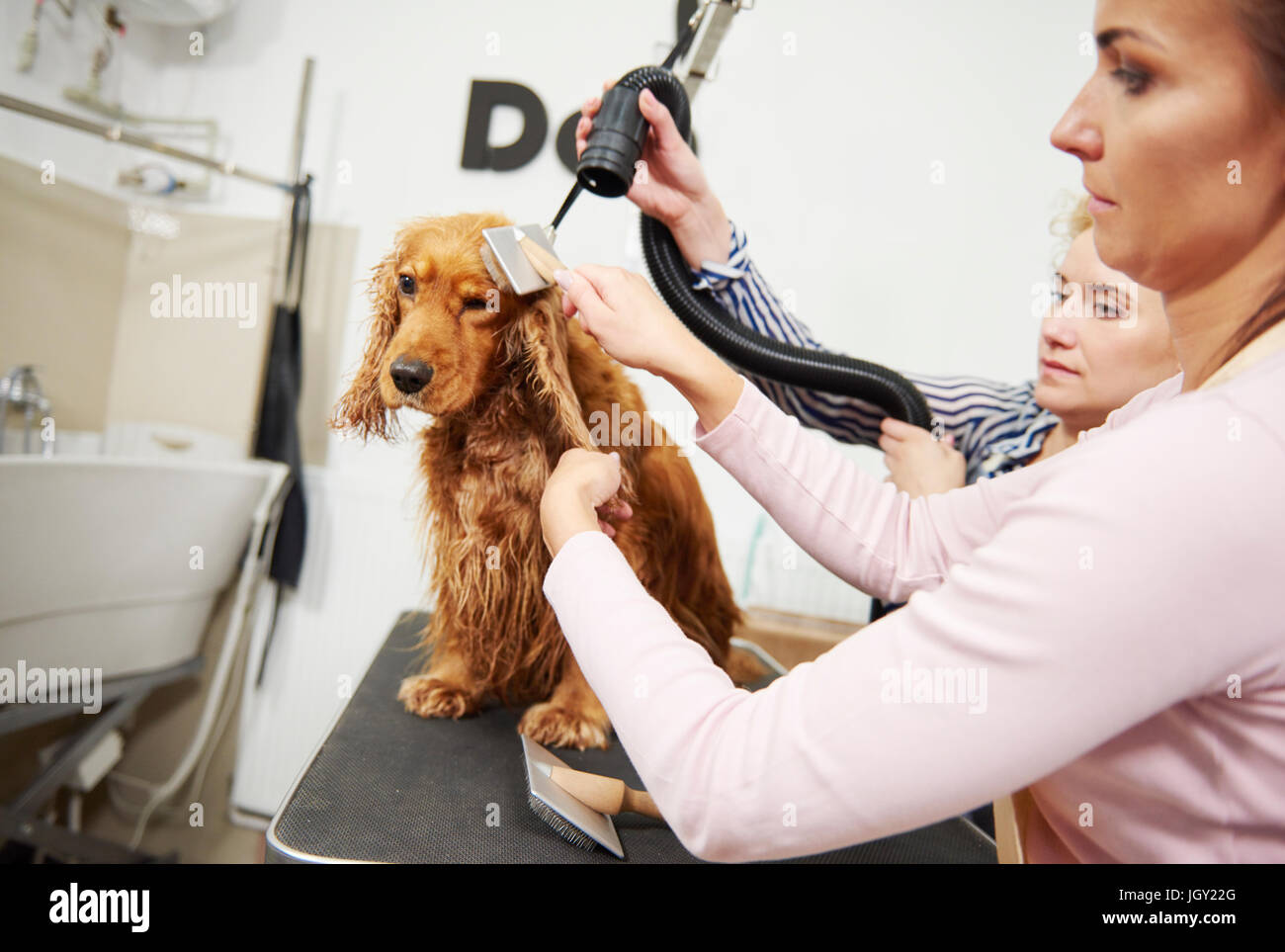 Can You Blow Dry A Dog