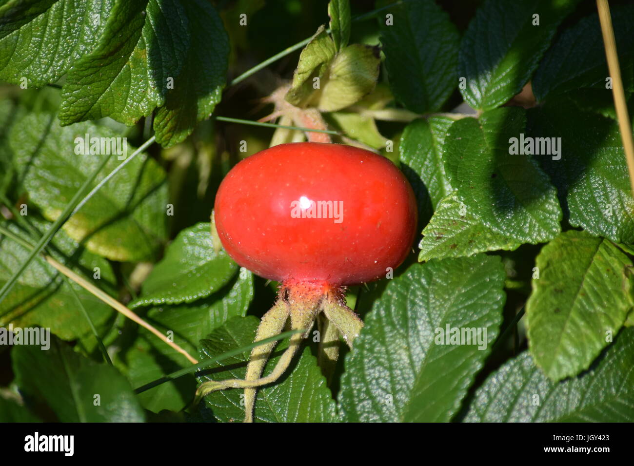 Rose hip rosa rugosa hi-res stock photography and images - Alamy