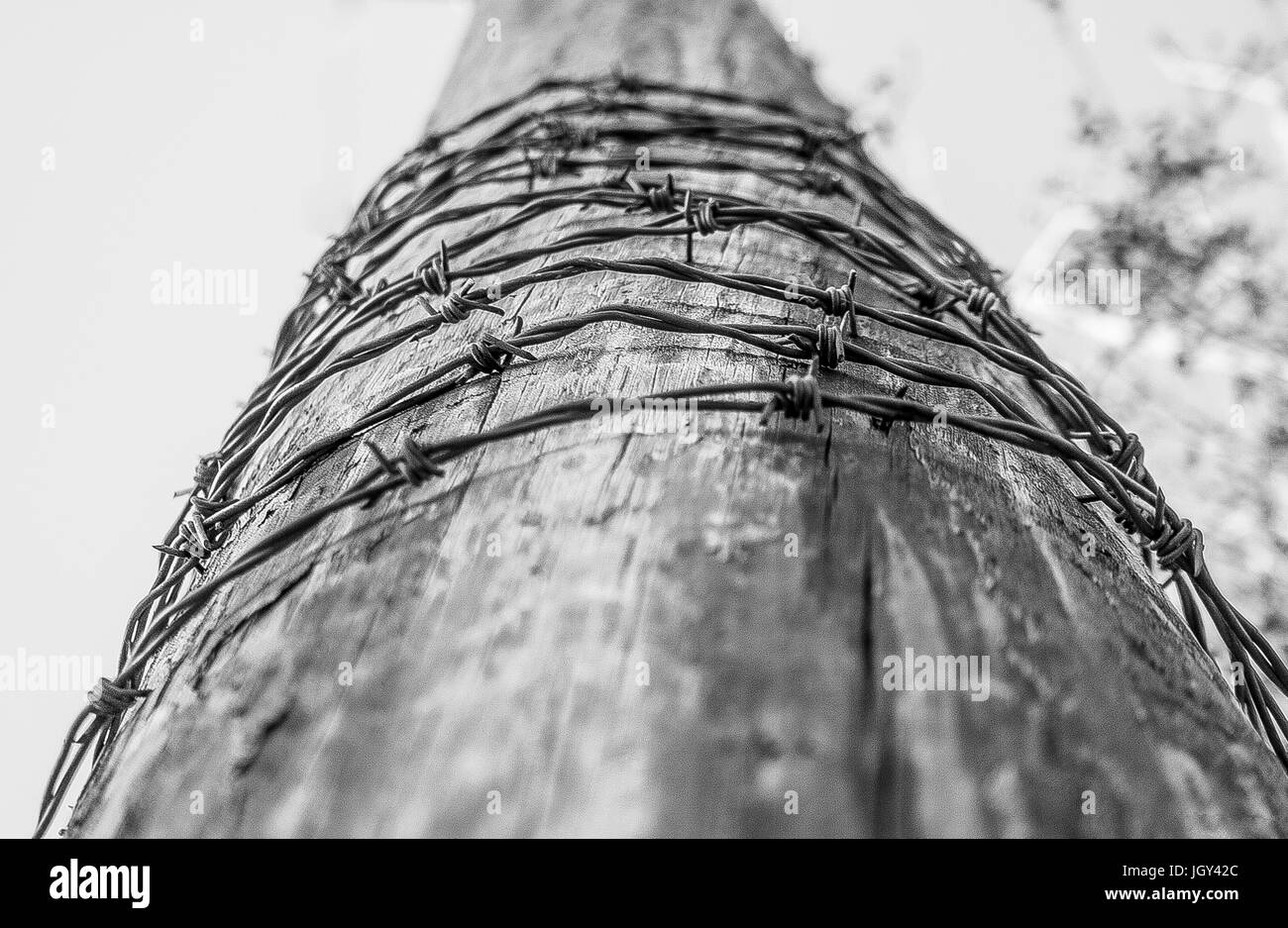 Barbed shield Black and White Stock Photos & Images - Alamy