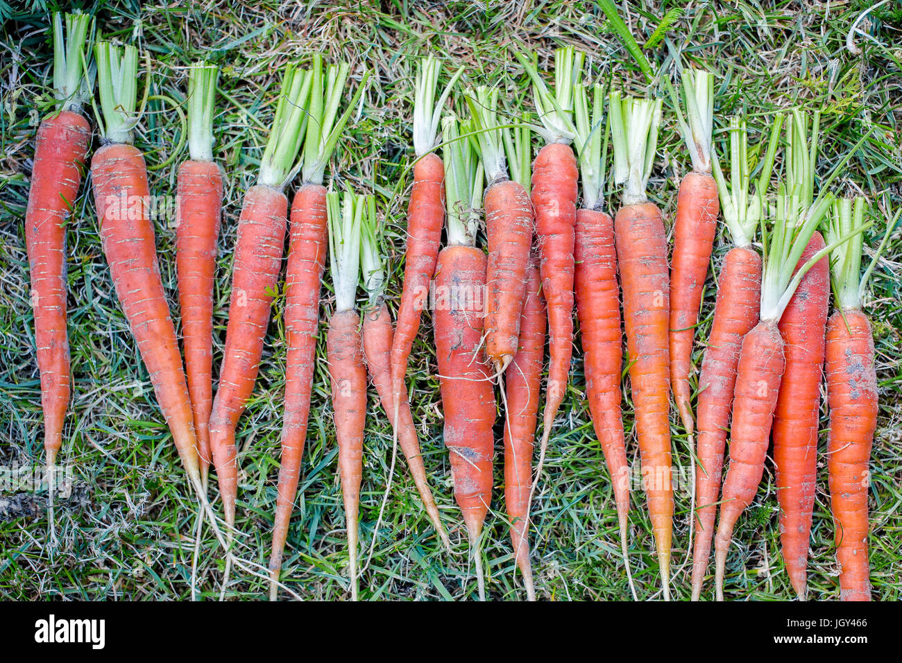 Bunch of carrots Stock Photo - Alamy