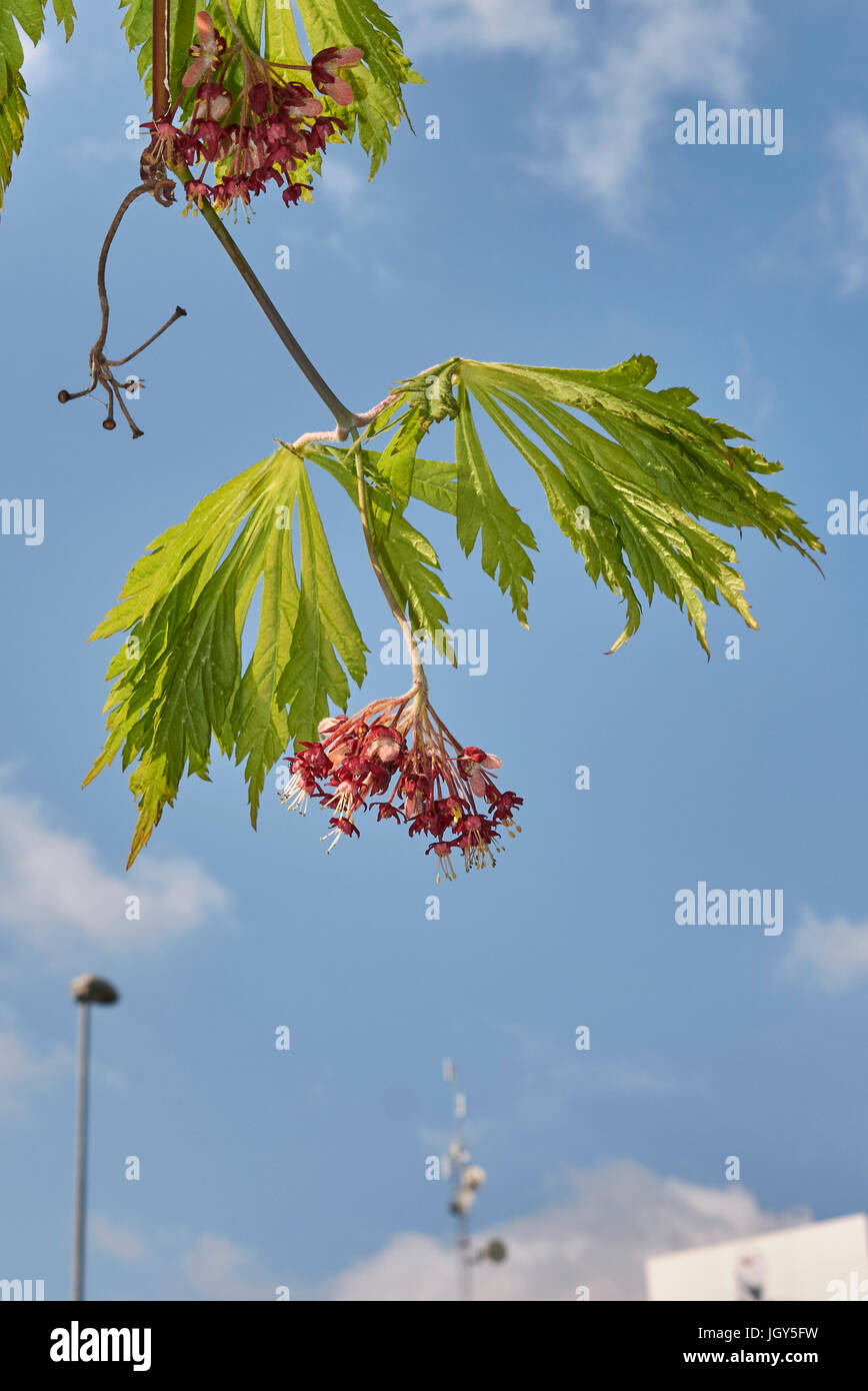 Downy japanese maple acer japonicum hi-res stock photography and images ...