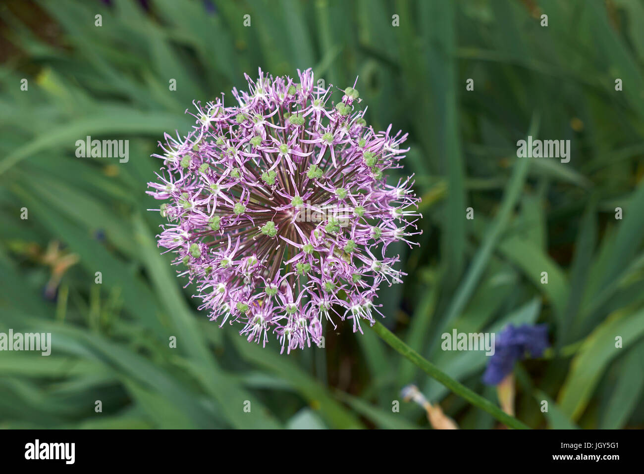 Allium giganteum flower Stock Photo