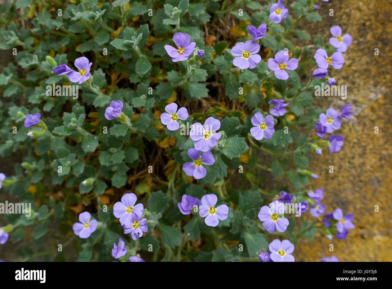 Aubrieta Stock Photo: 148114574 - Alamy