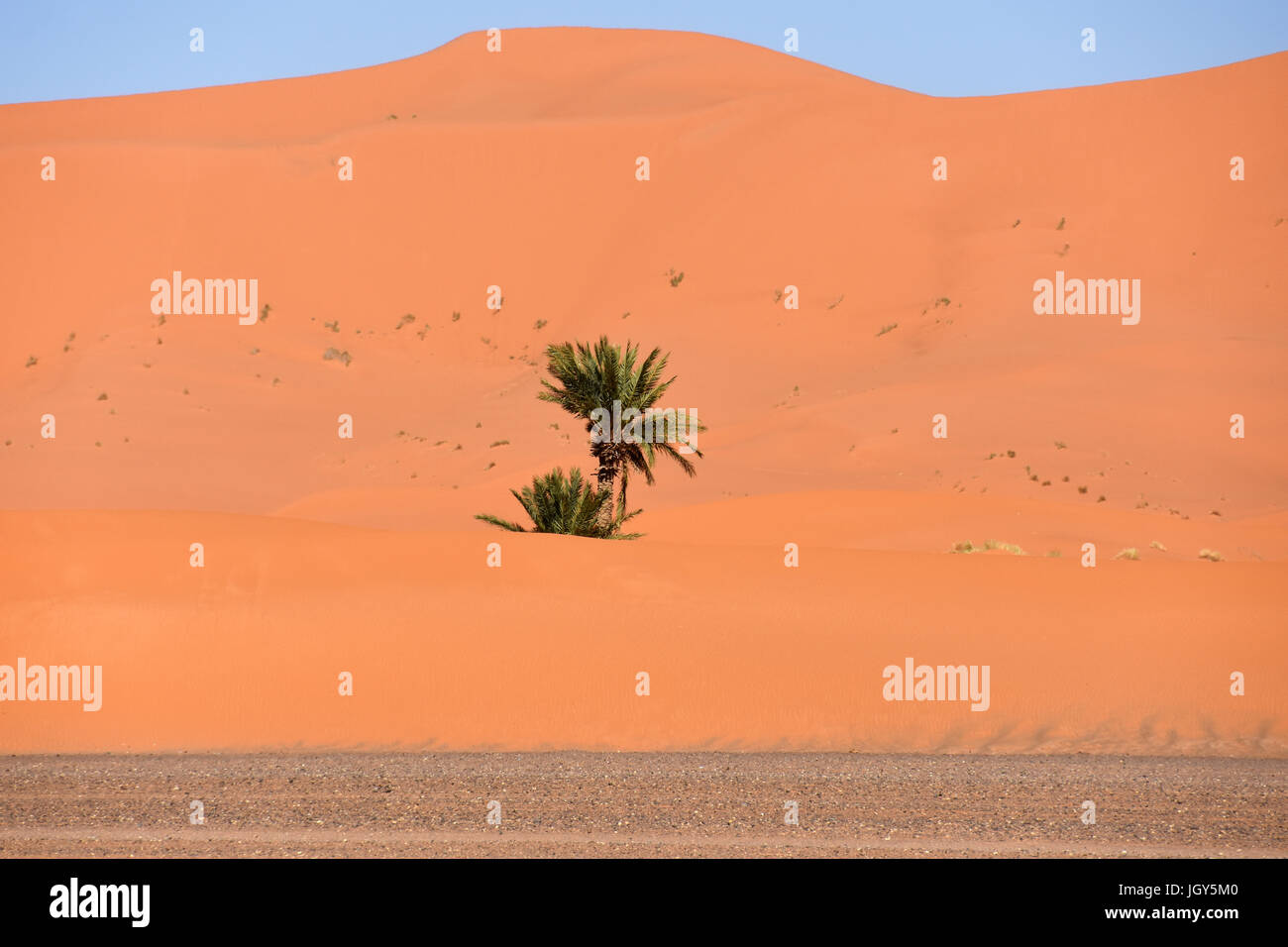 Palm tree grows in sand dune Stock Photo