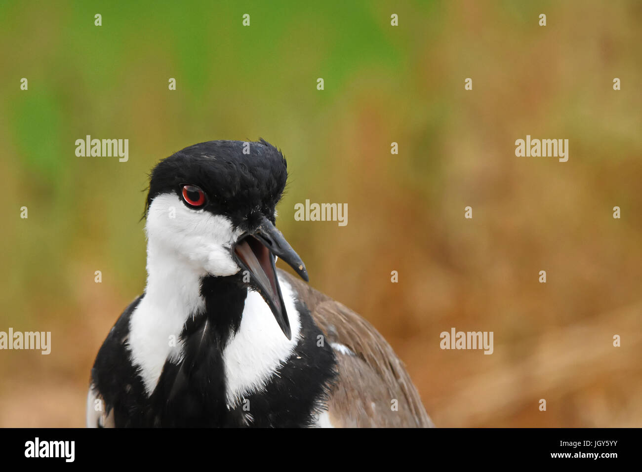 spur-winged plover, Vanellus spinosus calls Stock Photo