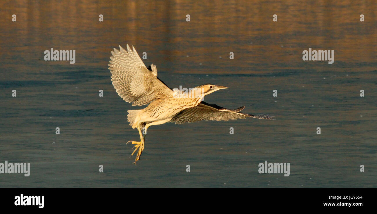 Bittern flying across icy lake Stock Photo