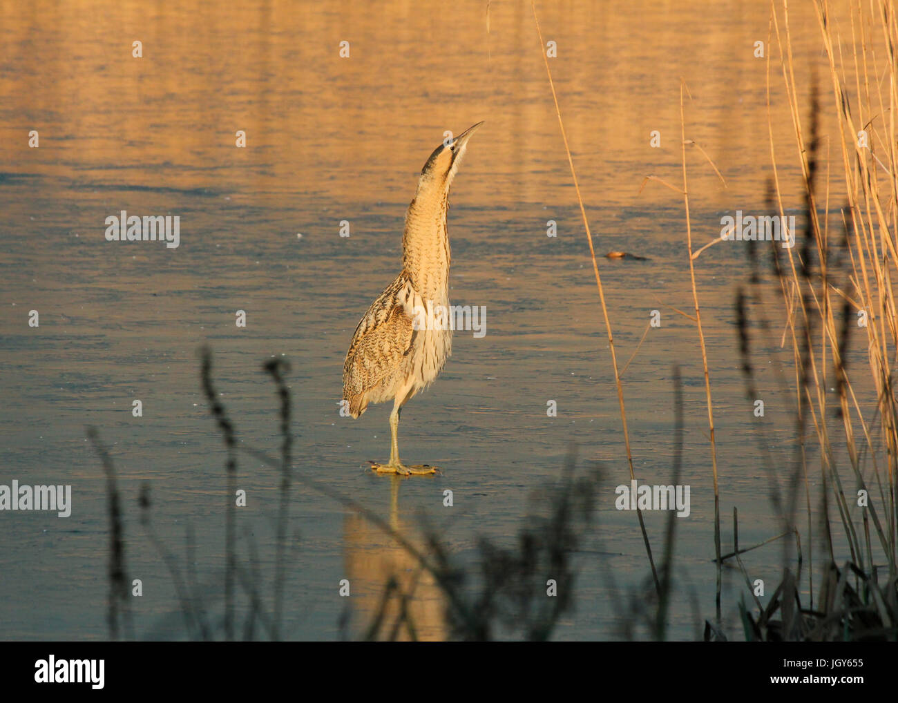 Bittern standing on icy lake at sunset. Stock Photo