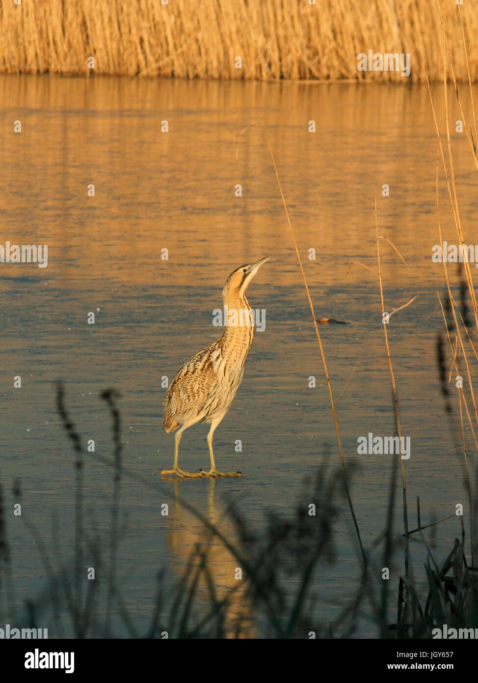Bittern skating on icy lake Stock Photo