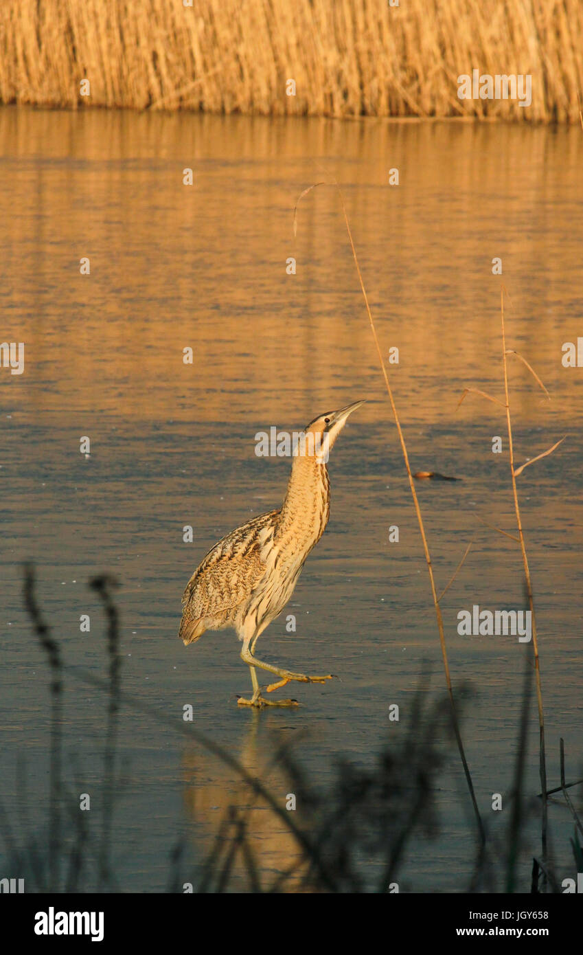Bittern on icy lake Stock Photo