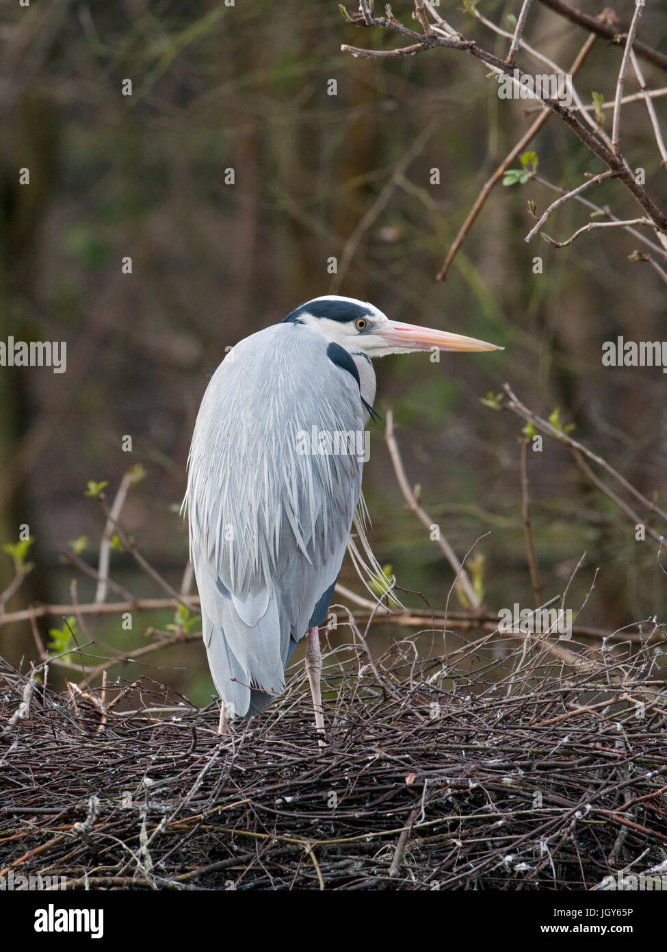 Grey heron on nest Stock Photo