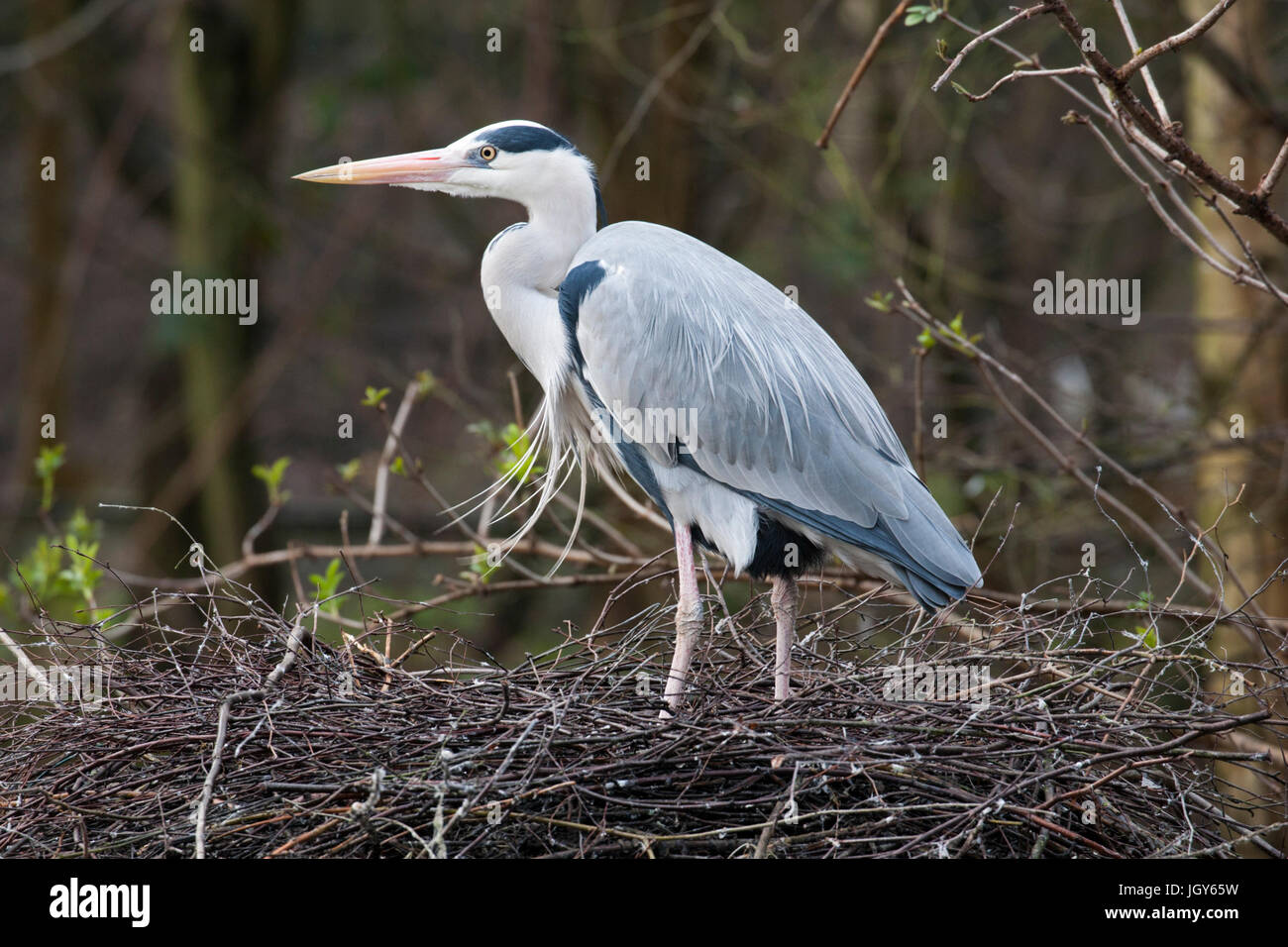 Grey heron guarding a nest Stock Photo